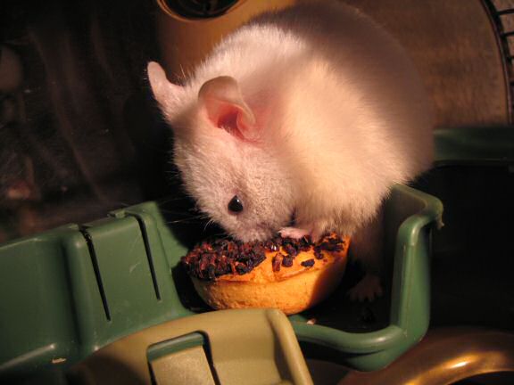My hamster Lucy checkin' out her first tomato flavoured Donut.