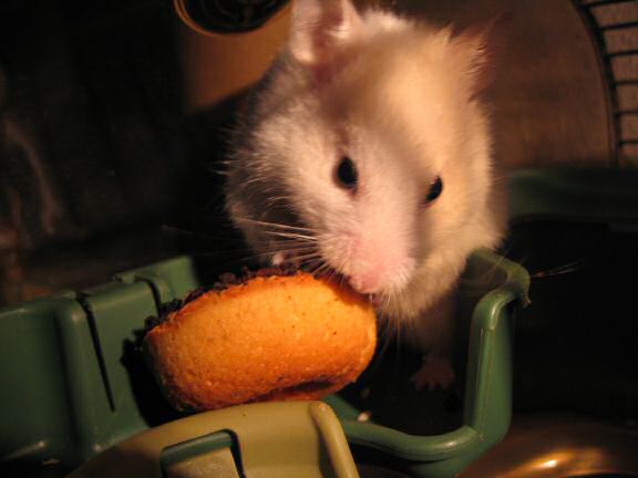 My hamster Lucy checkin' out her first tomato flavoured Donut.