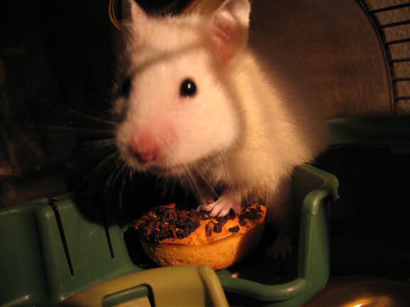My hamster Lucy checkin' out her first tomato flavoured Donut.