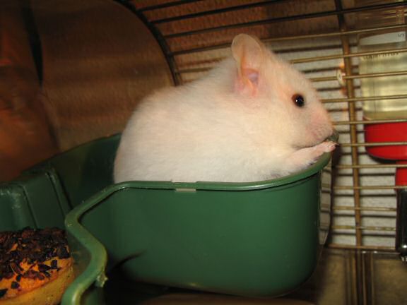 My hamster Lucy checkin' out her first tomato flavoured Donut.