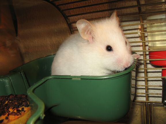My hamster Lucy checkin' out her first tomato flavoured Donut.