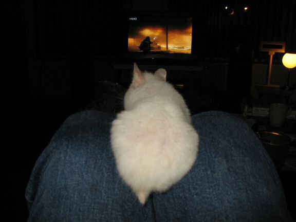 My hamster Lucy watchin' television with me.