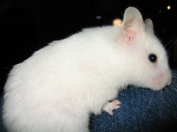My hamster Lucy watchin' television with me.