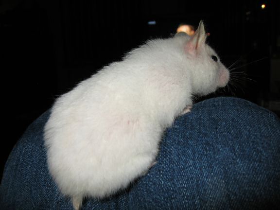 My hamster Lucy watchin' television with me.