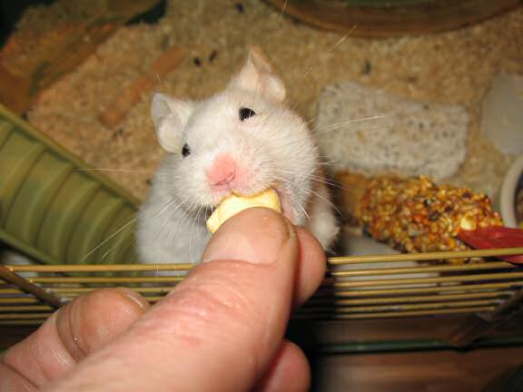 Quality time with my hamster Lucy.