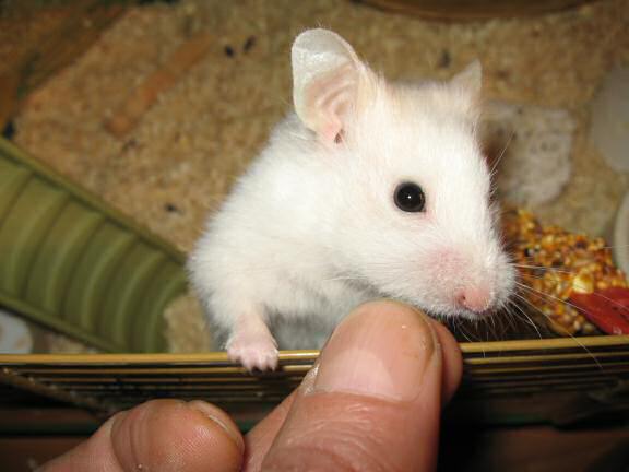 Quality time with my hamster Lucy.