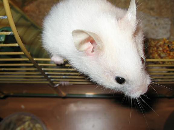 Quality time with my hamster Lucy.