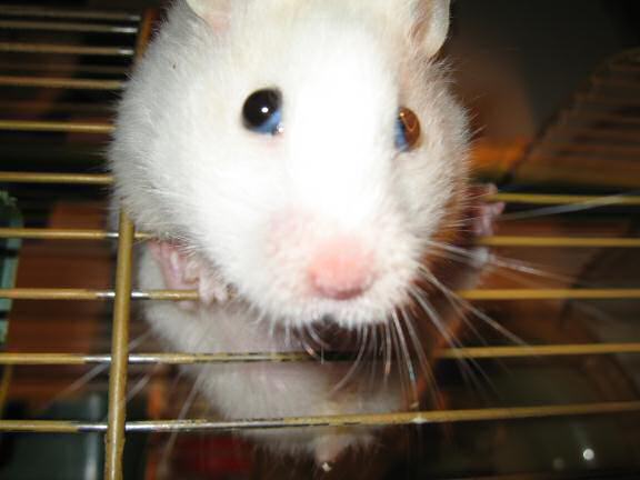 Quality time with my hamster Lucy.