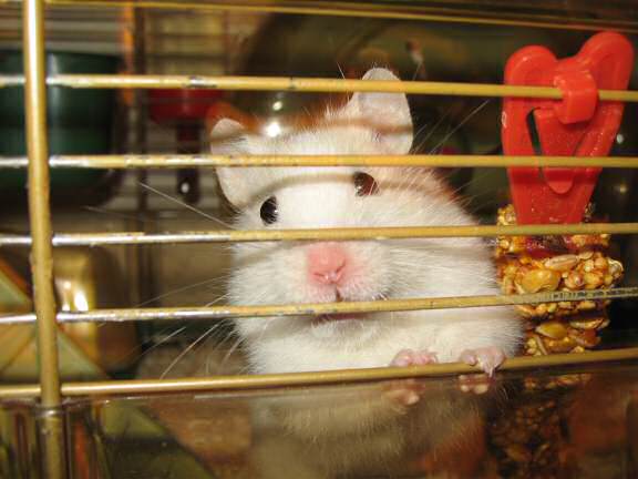 Quality time with my hamster Lucy.