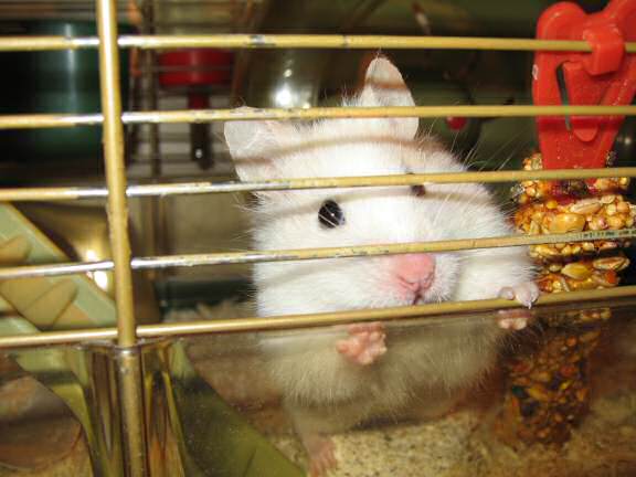 Quality time with my hamster Lucy.