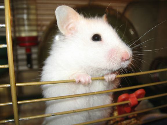 Quality time with my hamster Lucy.