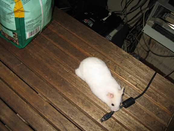 Previously unpublished photograph of my hamster Lucy (2.0).