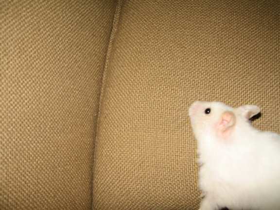 My hamster Lucy and a 'Lucy Touchdown' opportunity.