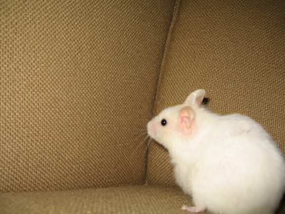 My hamster Lucy and a 'Lucy Touchdown' opportunity.