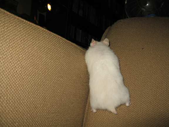 My hamster Lucy and a 'Lucy Touchdown' opportunity.