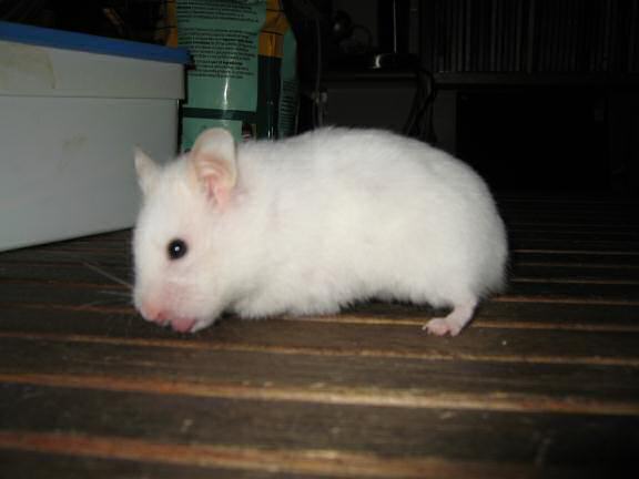 My hamster Lucy and a 'Lucy Touchdown' opportunity.