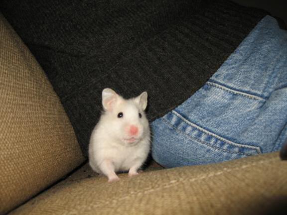 My hamster Lucy explaining her ritual.