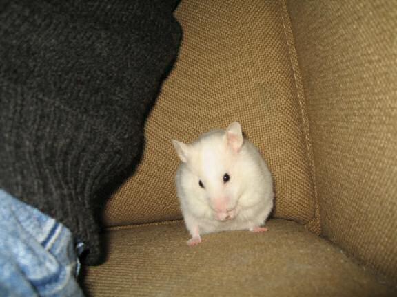 My hamster Lucy explaining her ritual.