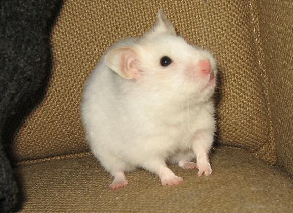 My hamster Lucy explaining her ritual.