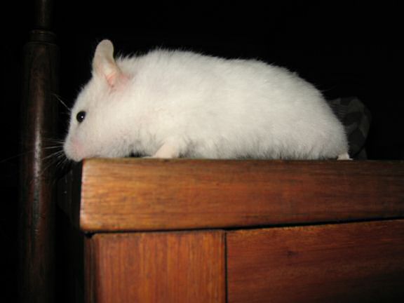 My hamster Lucy just scored another 'Lucy Touchdown'!