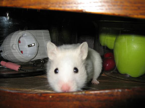 My hamster Lucy just scored another 'Lucy Touchdown'!