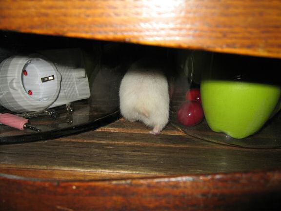 My hamster Lucy just scored another 'Lucy Touchdown'!