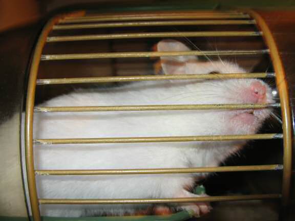 My hamster Lucy reacting on hearing that she is a godmother.