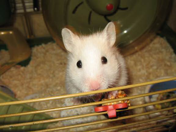 My hamster Lucy reacting on hearing that she is a godmother.