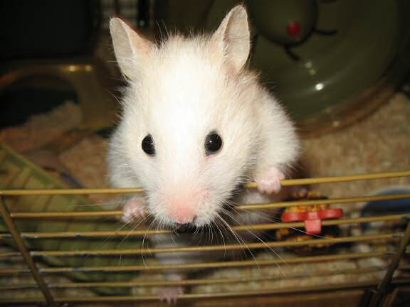 My hamster Lucy reacting on hearing that she is a godmother.