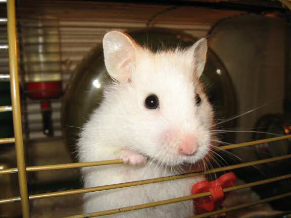 My hamster Lucy reacting on hearing that she is a godmother.