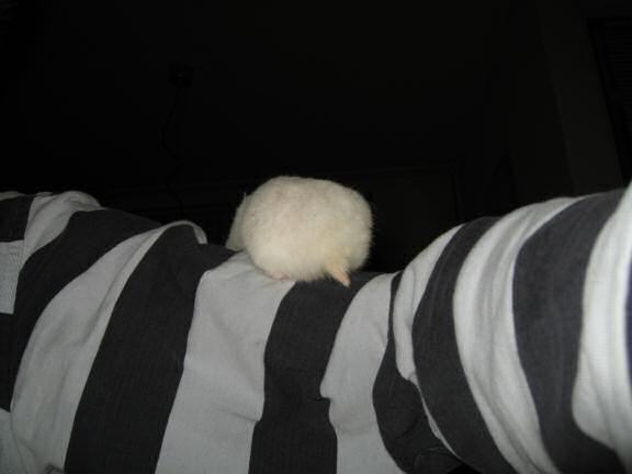 My hamster Lucy having a day off.