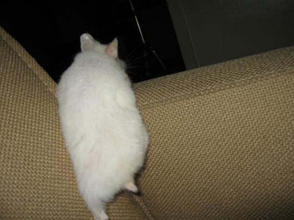 My hamster Lucy having a day off.