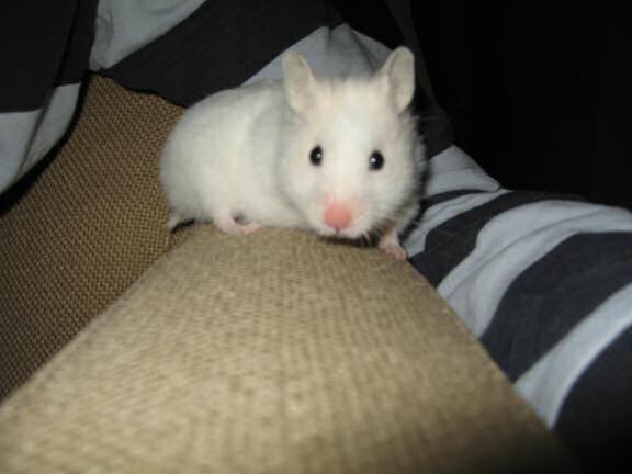 My hamster Lucy having a day off.