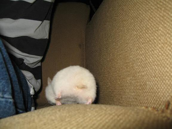 My hamster Lucy having a day off.