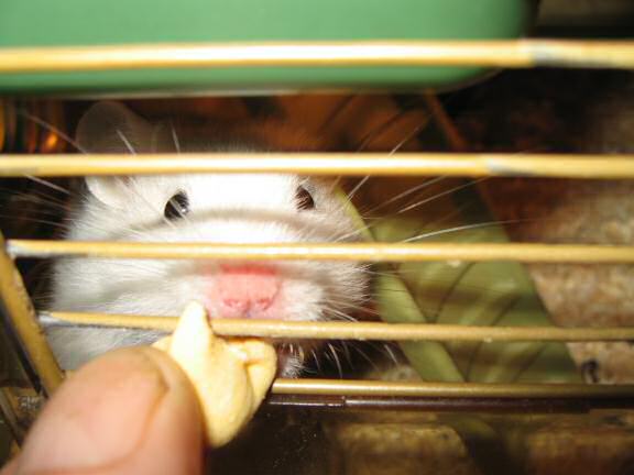 My hamster Lucy being teased a bit by me.