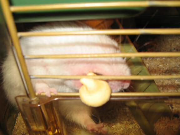 My hamster Lucy being teased a bit by me.