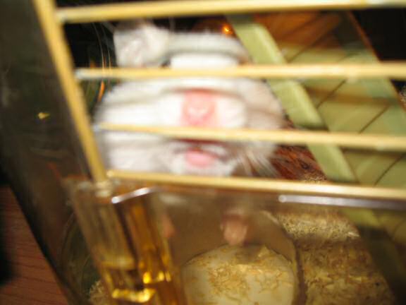 My hamster Lucy being teased a bit by me.