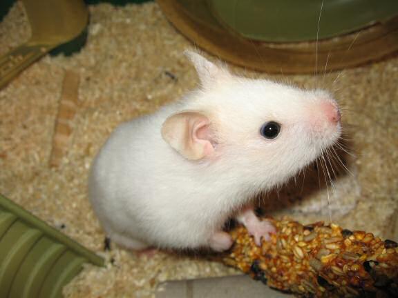 My hamster Lucy being teased a bit by me.