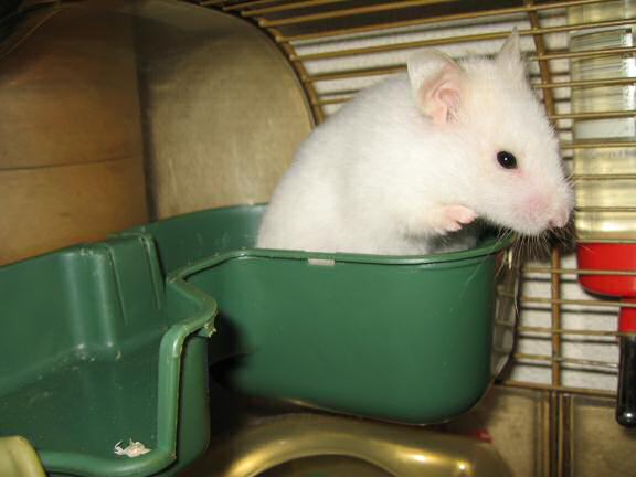 My hamster Lucy enjoying music.