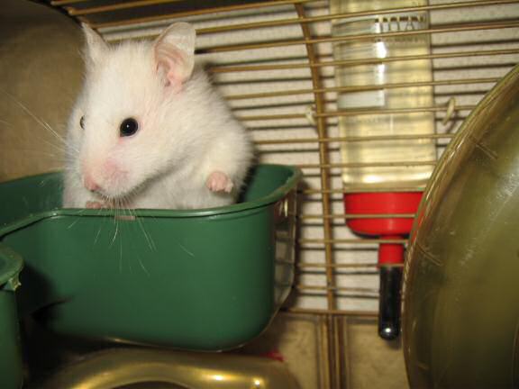 My hamster Lucy enjoying music.