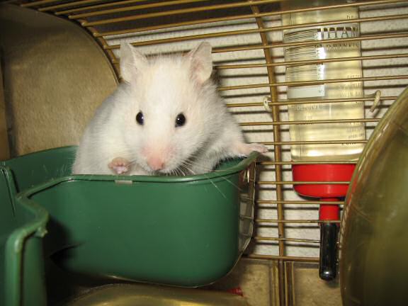My hamster Lucy enjoying music.
