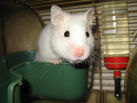 My hamster Lucy on her 600th day at HamsterTracker.com