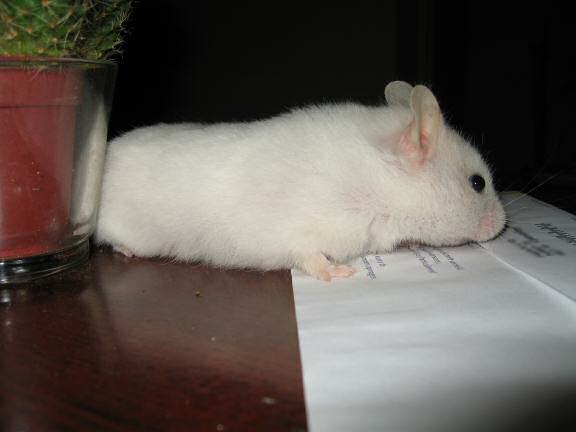My hamster Lucy on the coffee-table.