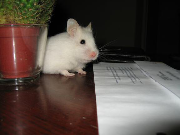 My hamster Lucy on the coffee-table.