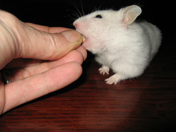 My hamster Lucy on the coffee-table.
