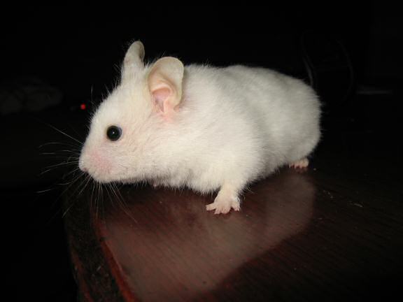 My hamster Lucy on the coffee-table.