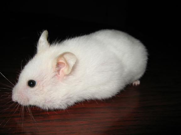 My hamster Lucy on the coffee-table.