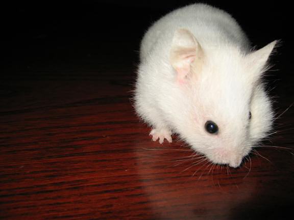 My hamster Lucy on the coffee-table.