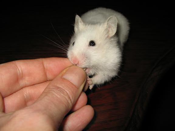 My hamster Lucy on the coffee-table.
