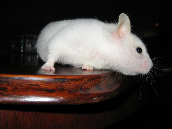 My hamster Lucy on the coffee-table.